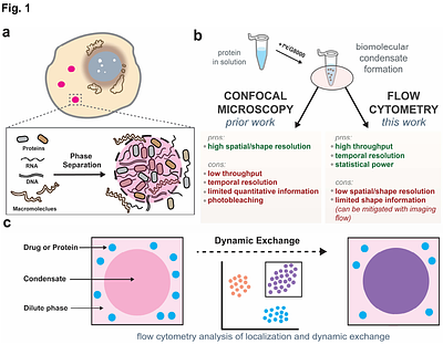 A High-Throughput, Flow Cytometry Approach to Measure Phase Behavior and Exchange in Biomolecular Condensates