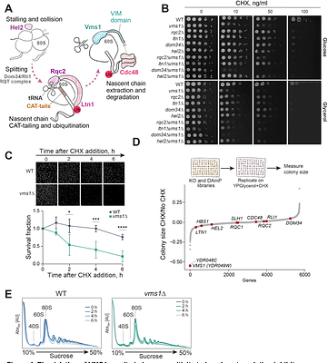 The ribosome-associated quality control factor Vms1 protects mitochondrial import and homeostasis during translation stress