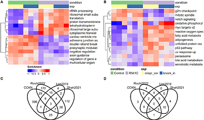 A highly penetrant LMNA R541C variant associated with dilated cardiomyopathy leads to dysregulation in metabolism and proliferation pathways in stem cell-derived cardiomyocytes