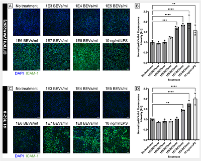 Antibiotic treatment modulates Escherichia coli-derived bacterial extracellular vesicle (BEV) production and their capacity to upregulate ICAM-1 in human endothelial cells