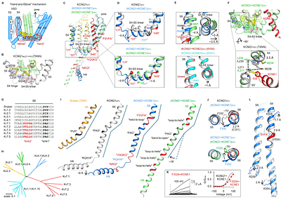 Secondary structure transitions and dual PIP2 binding define cardiac KCNQ1-KCNE1 channel gating