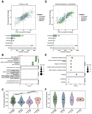 Ribosome profiling reveals widespread translational control across developmental stages in the brown alga Ectocarpus