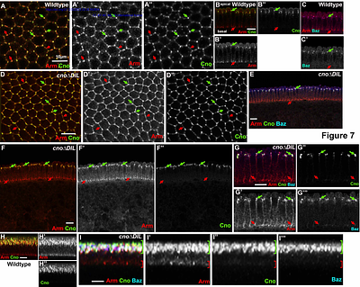 The Dilute domain of Canoe is not essential for Canoe's role in linking adherens junctions to the cytoskeleton but contributes to robustness of morphogenesis