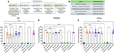 Chondroitin sulfate degradation bolsters Proteus mirabilis growth and colonization of the catheterized urinary tract