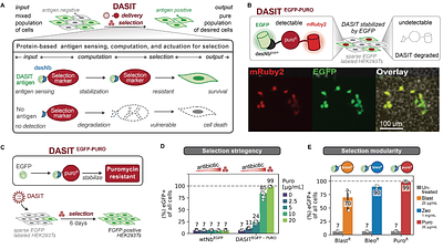 Programmable nanobody circuits for cell selection