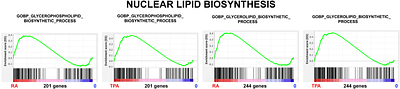 Envelope-Limited Chromatin Sheets (ELCS) Formation in The Nuclear Envelope of HL-60/S4 Cells