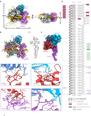 Structural Basis for Cas9-Directed Spacer Acquisition in Type II-A CRISPR-Cas Systems