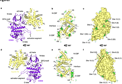 FragLite mapping to identify the BRD4 recruitment site of P-TEFb