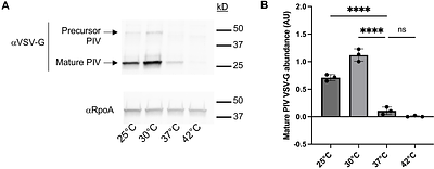 LasR regulates protease IV expression at suboptimal growth temperatures in Pseudomonas aeruginosa