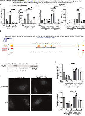 The Regulation of COX-2, ABCA1 and ABCG1 by the lncRNA PACERR links the inflammatory response and cholesterol homeostasis