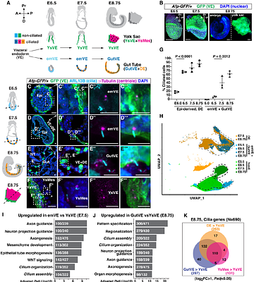Transcription factors SP5 and SP8 drive primary cilia formation