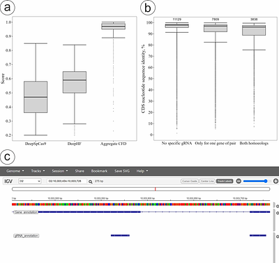 Optimization of functional genetics tools for a model tetraploid Capsella bursa-pastoris, with focus on homoeolog-aware gene editing