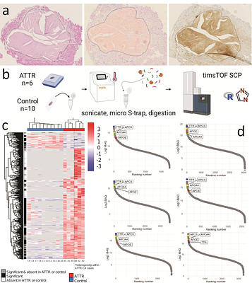 Proteomic profiling of whole tissue sections in cardiac ATTR amyloidosis reveals increased extracellular matrix remodeling