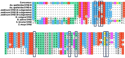 Programmed chromosome elimination correlates with the overexpression of cohesin and additional B chromosome-encoded genes in Aegilops speltoides