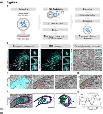 Mechanical forces drive mitochondrial matrix extrusion and apoptotic pore growth