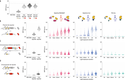 Single-cell characterization of bacterial optogenetic Cre recombinases