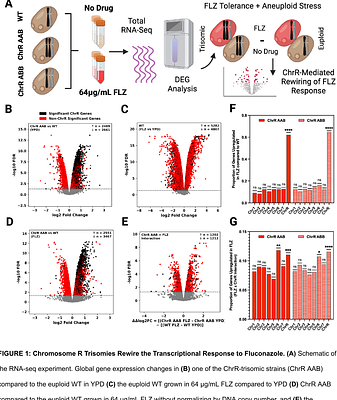 Chromosome-scale CRISPR screening reveals secretory pathway genes as drivers of aneuploidy-mediated antifungal tolerance