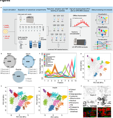 Dynamic subcellular proteomics identifies novel regulators of adipocyte insulin action