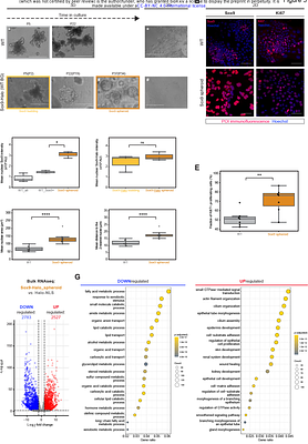 Distinct Sox9 single-molecule dynamics characterize adult differentiation and fetal-like reprogrammed states in intestinal organoids
