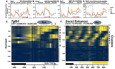 Chromatin Remodeling and Transcriptional Silencing Define the Dynamic Innate Immune Response of Tissue Resident Macrophages After Burn Injury.