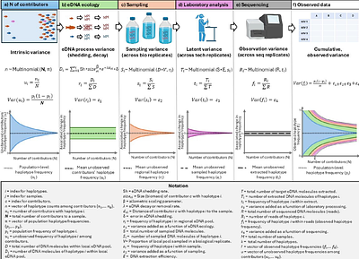 Estimating Organism Abundance Using Within-Sample Haplotype Frequencies of eDNA Metabarcoding Data