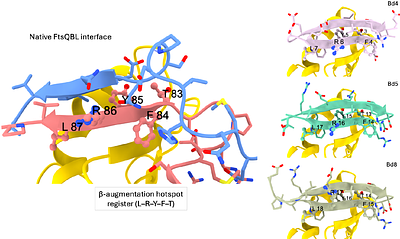 Structure-guided generative design of peptides targeting the FtsQBL divisome complex inhibit Escherichia coli cell division.