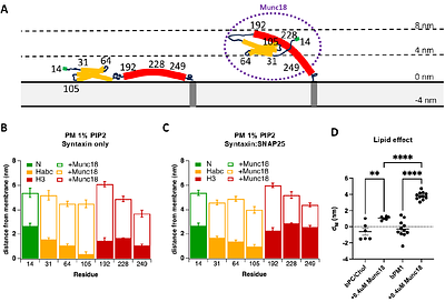 Munc18 binds to and organizes membrane-bound acceptor Q-SNARE complexes in a fashion that depends on the membrane's lipid composition