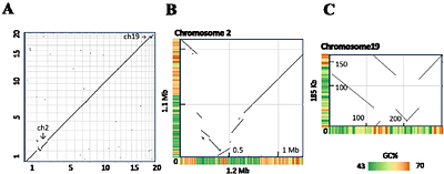 A gapless telomere-to-telomere reference genome of Ostreococcus tauri RCC4221 with expanded annotation of medium-sized ncRNAs