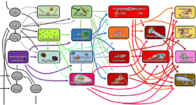 Comparative food-web analysis of bluefin tuna spawning habitats in the eastern Indian Ocean and Gulf of Mexico