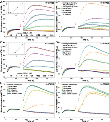 Human CXCL17 Activates and Binds to Fish GPR25 Orthologs