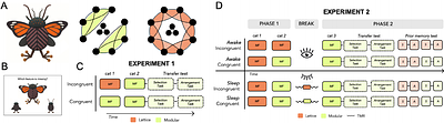 Memory reactivation during sleep promotes structure abstraction