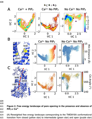 Accessing pore-blocker bound and open conformations of TMEM16A using PIP2-assisted adaptive sampling