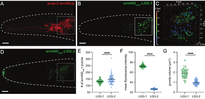 Endogenous autophagosome reporters reveal redundant and non-redundant roles of LGG-1 and LGG-2 in C. elegans neuronal autophagy