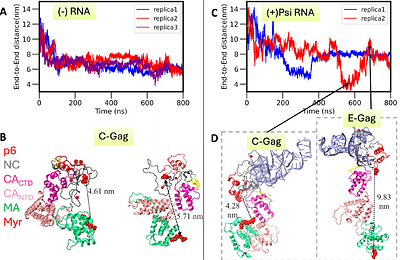 Psi RNA-specific Binding Promotes HIV-1 Gag Conformational Change Critical for Immature Viral Particle Assembly