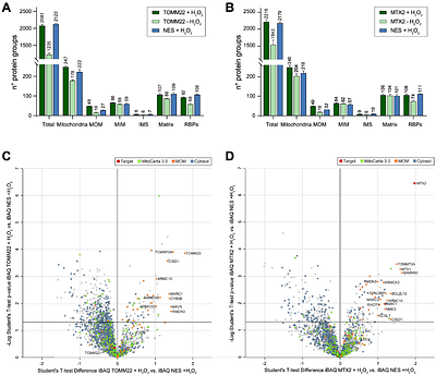 Proximity Labelling Reveals Spatial Organisation of Mitochondrial Protein Import Complexes
