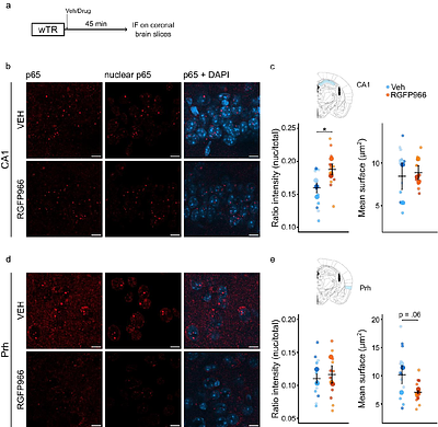 HDAC3 inhibitor RGFP966 acts on the NF-kB pathway and enhances memory persistence in a biphasic manner