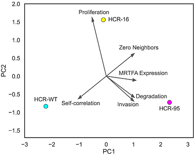 P95-HER2 promotes metastatic progression by biasing MRTFA dependent signaling
