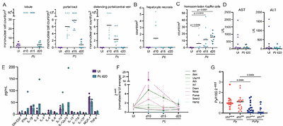 Plasmodium blood-stage induces trained immunity in hepatocytes