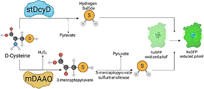 Switching ON Hydrogen Sulfide: A Chemogenetic Toolkit for Spatially Resolved H2S Manipulation
