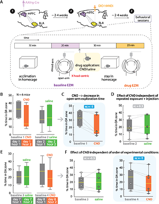 Modulation of exploration-avoidance behaviors by vmPFC-projecting BLA neurons