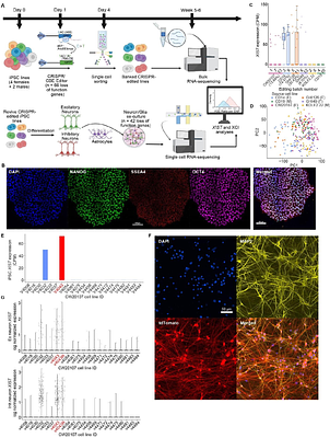Female iPSC X-chromosome inactivation (XCI) erosion and its transcriptomic effects during CRISPR gene editing and neural differentiation