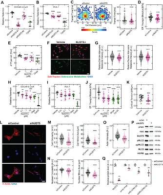 Deformability screening identifies NUDT5 as a mediator of cellular mechanobiology
