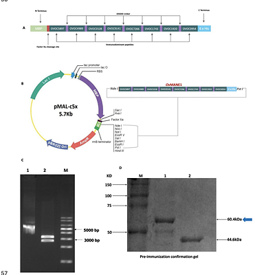 Safety and immunogenicity of an adjuvanted human onchocerciasis vaccine candidate, OvMANE1: preclinical evaluation in mice model