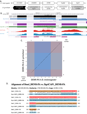 Gene model for the ortholog of DENR in Drosophila grimshawi