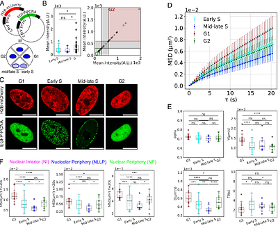 Cell Cycle-Dependent Chromatin Motion: A Role for DNA Content Doubling Over Cohesion
