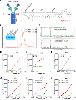 RSPO2-based peptibodies conjugated with pyrrolobenzodiazepine dimer or camptothecin analogs demonstrate potent anti-tumor activity by targeting the three receptors LGR4/5/6