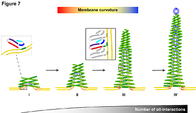 The bacterial ESCRT-III PspA rods thin lipid tubules and and increase membrane curvature through helix α0 interactions