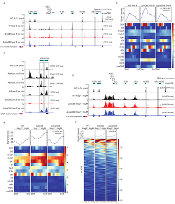 CTCF-mediated cis-regulatory chromatin insulation enforces a central B-cell tolerance checkpoint