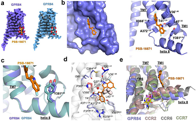 Mechanism of GPR84 allosteric modulation at a helix 8-proximate site