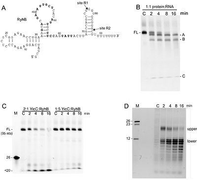 Cleavage specificity of E. coli YicC endoribonuclease